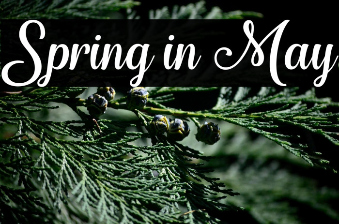 Spring in May Example 2