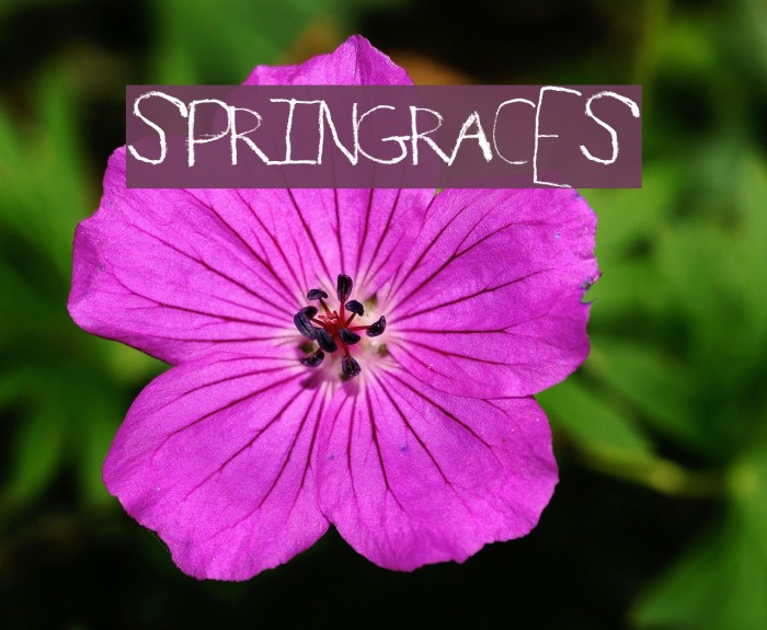 SpringRaces Font examples
