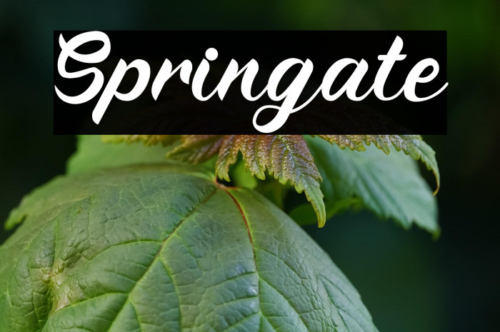 Springate Example 1