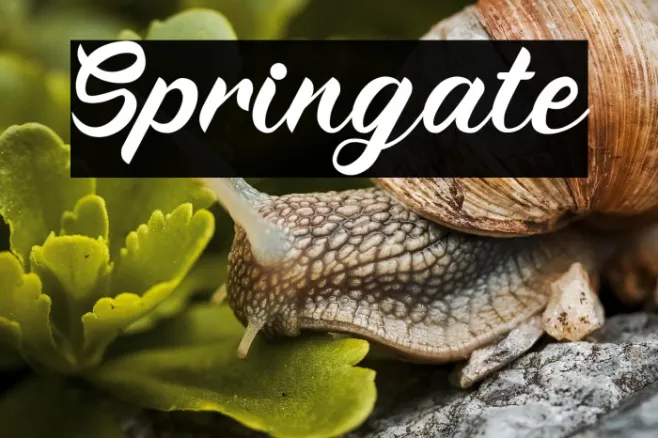 Springate Example 2