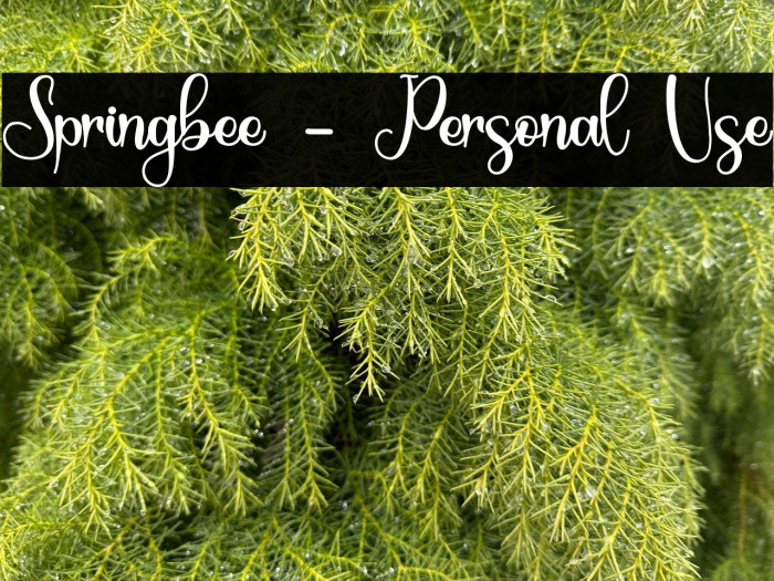 Springbee - Personal Use Example 1