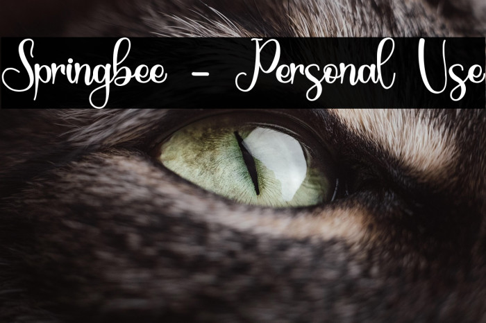 Springbee - Personal Use Example 2