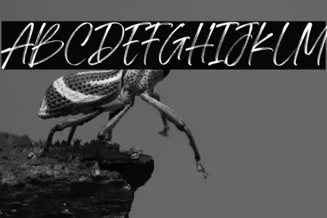 Springfield Demo Font examples