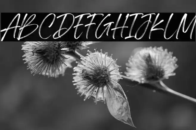 Springfield Demo Font examples