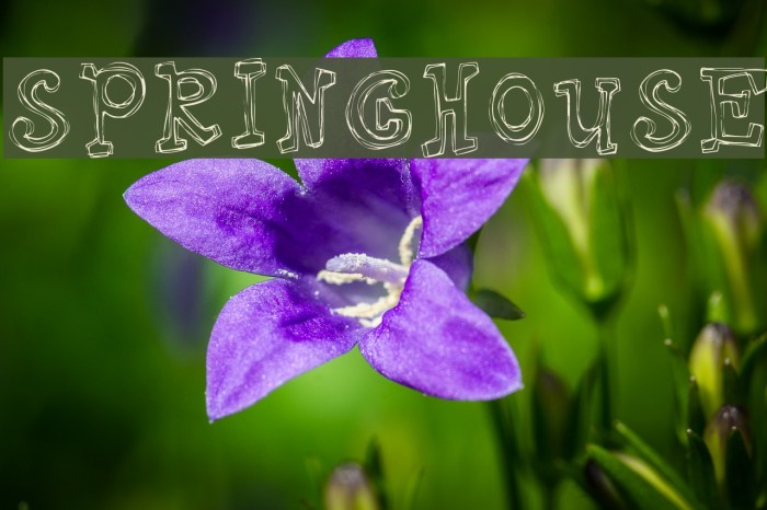 Springhouse Font examples
