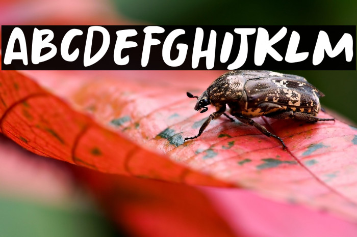 Springwood Brush DEMO Regular Example 2