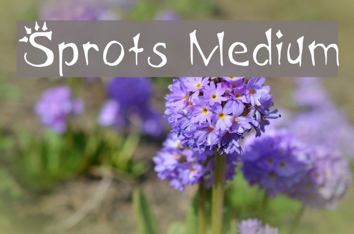 Sprots Medium Font examples