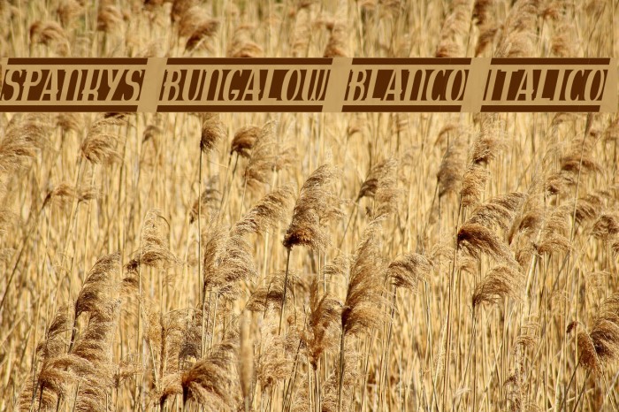 spankys bungalow blanco italico Font examples