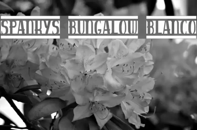 spankys bungalow blanco Fuentes examples