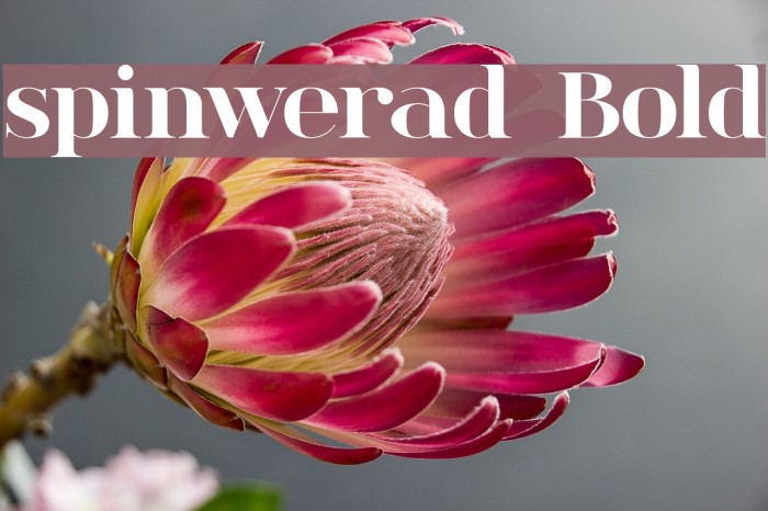 spinwerad Bold Font examples