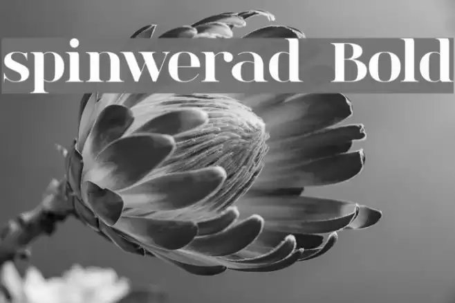 spinwerad Bold フォント examples