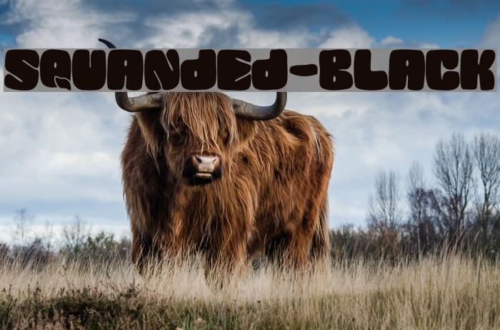SQUANDED-Black Font examples