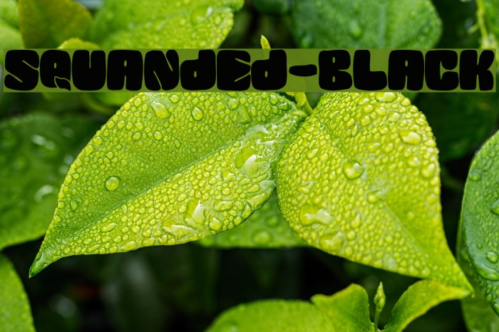 SQUANDED-Black Font examples