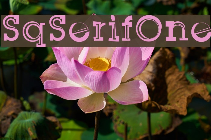 SqSerifOne Example 2