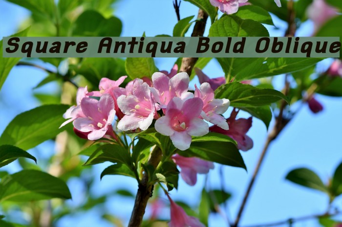 Square Antiqua Bold Oblique Font examples