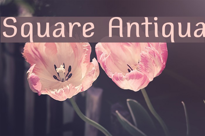 Square Antiqua Font examples