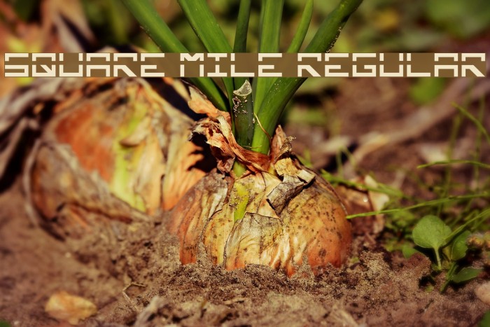 Square Mile Regular Font examples