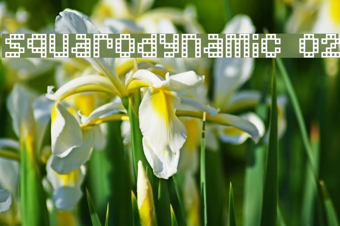 Squarodynamic 02 Font examples