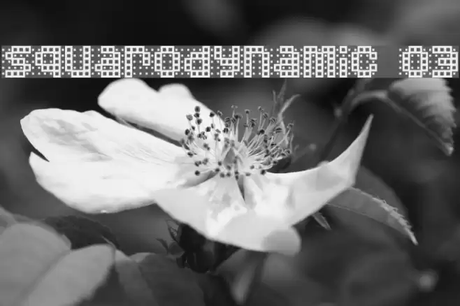 Squarodynamic 03 Font examples