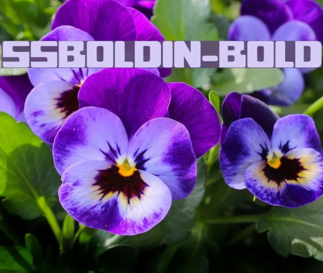ssboldin-Bold Example 2