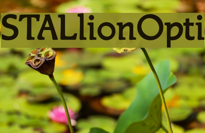 STALlionOpti Font examples