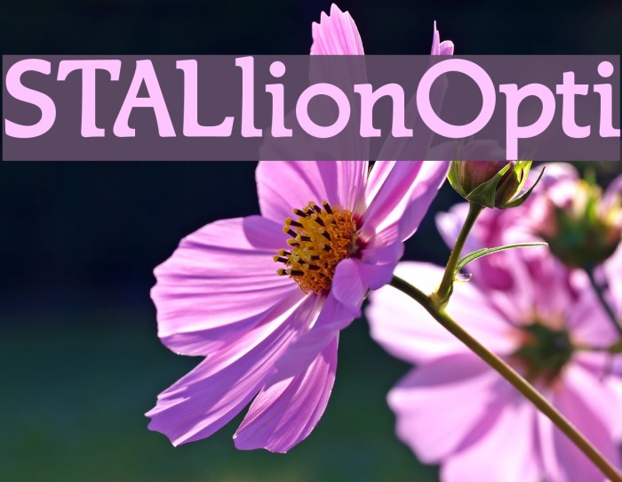 STALlionOpti Font examples