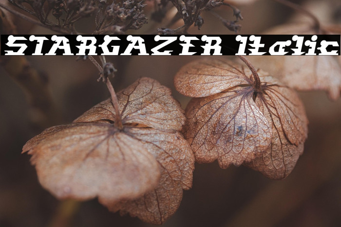 STARGAZER Italic Example 3