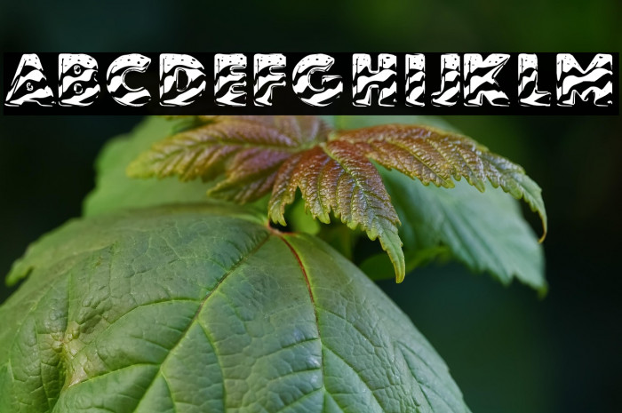 STARSSTRIPESPERSONALUSE-Solid Example 2