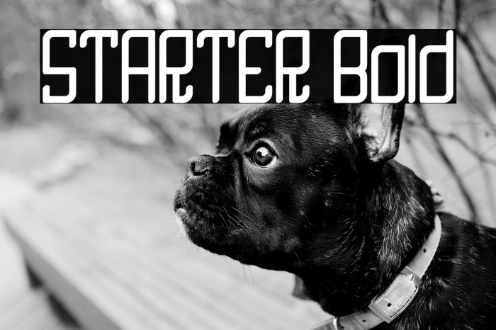 STARTER Bold Example 2