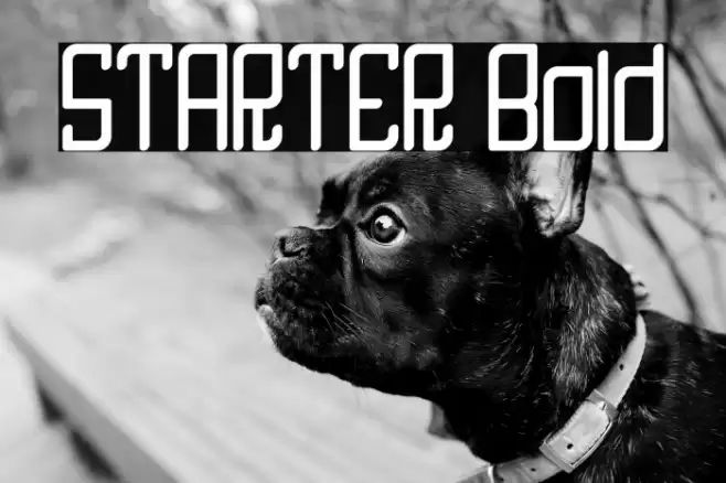 STARTER Bold Font examples