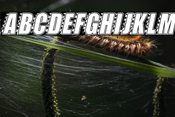 STOCKCAR PERSONAL USE Bold Italic Example 1