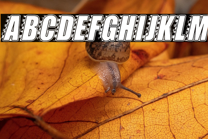 STOCKCAR PERSONAL USE Bold Italic Example 2