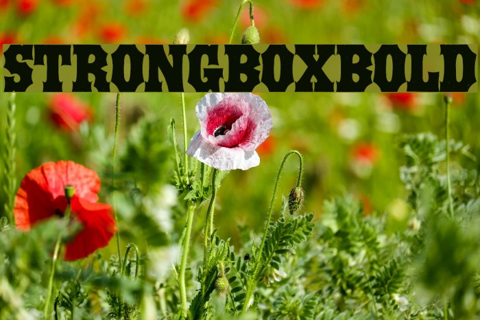 STRONGBOX-Bold Font examples