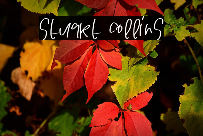 STUART COLLINS Example 1