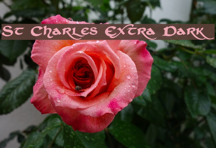 St Charles Extra Dark Font examples