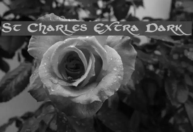 St Charles Extra Dark Polices examples