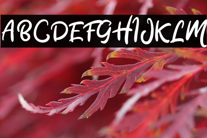 Stacylia DEMO-Regular Example 2