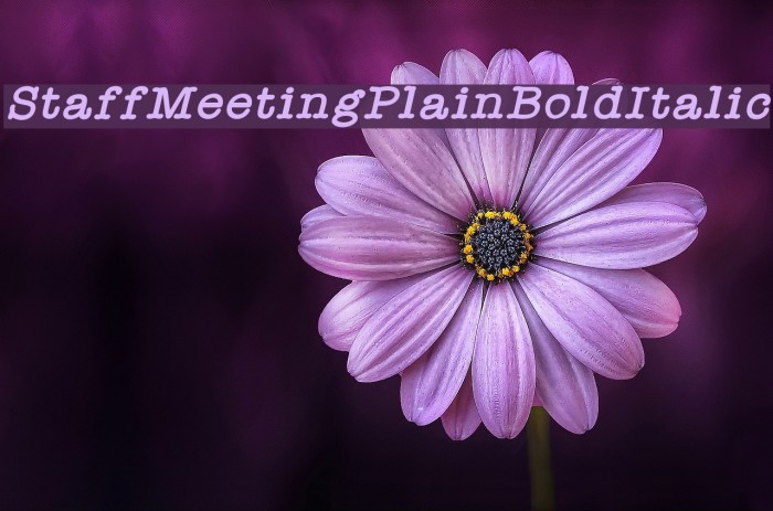 StaffMeetingPlainBoldItalic Schriftart examples
