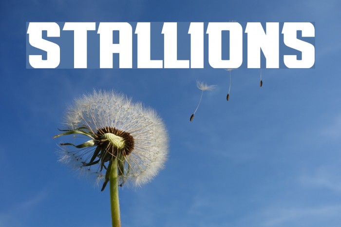 Stallions Fonte examples
