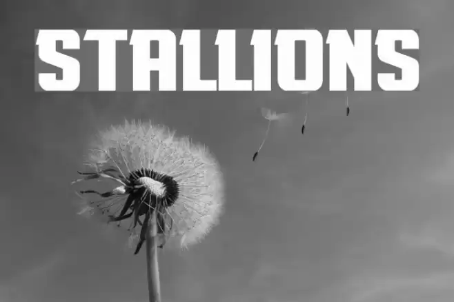 Stallions Font examples