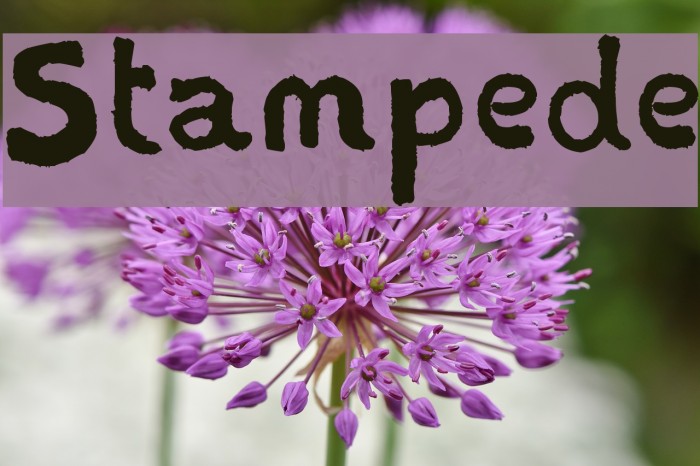 Stampede Font examples