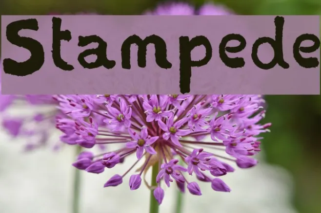 Stampede Example 1