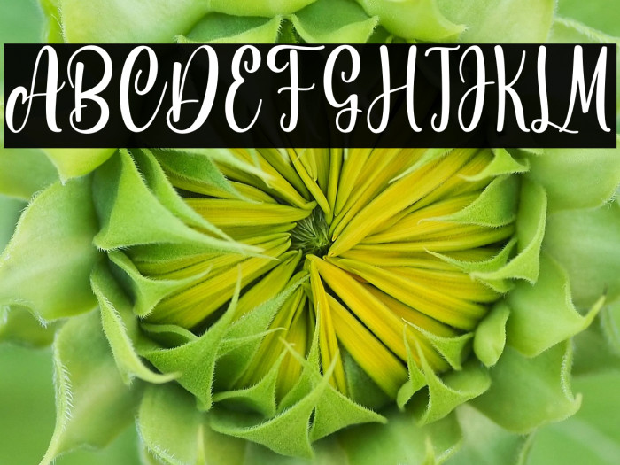 Standing Miracle Personal Use Example 2