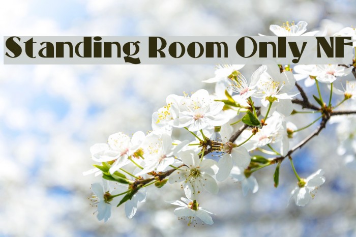 Standing Room Only NF Font examples