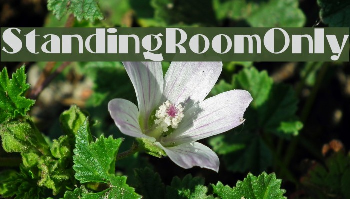 StandingRoomOnly Font examples
