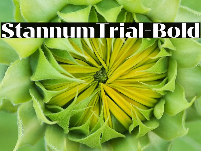 StannumTrial-Bold Example 1