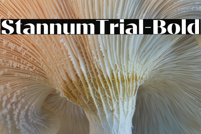 StannumTrial-Bold Example 3