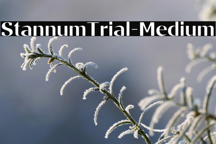 StannumTrial-Medium Example 3