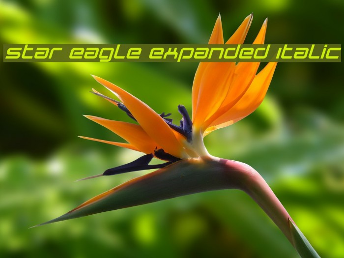 Star Eagle Expanded Italic Font examples