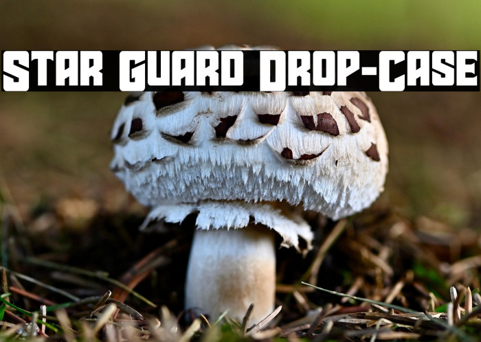 Star Guard Drop-Case Example 1
